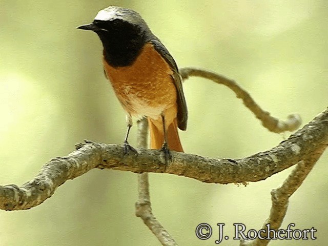 Common Redstart (Common) - ML200854511