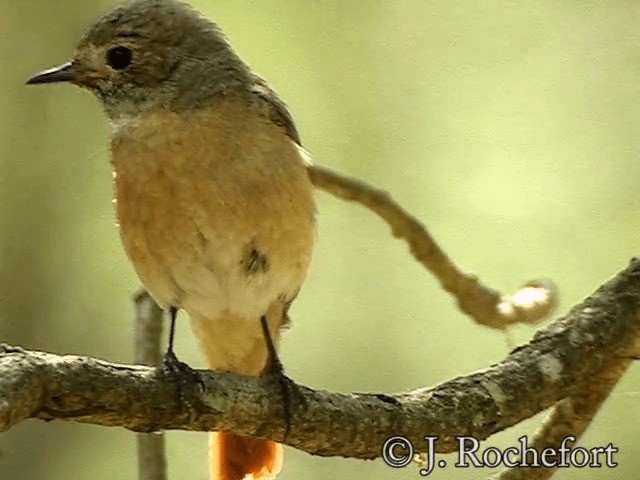 Common Redstart (Common) - ML200854521