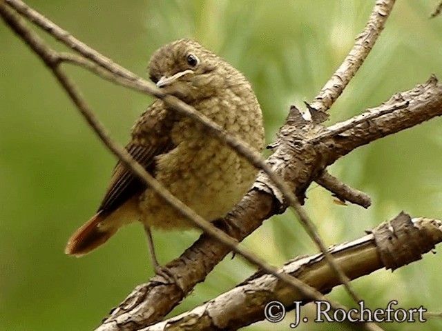 Common Redstart (Common) - ML200854531