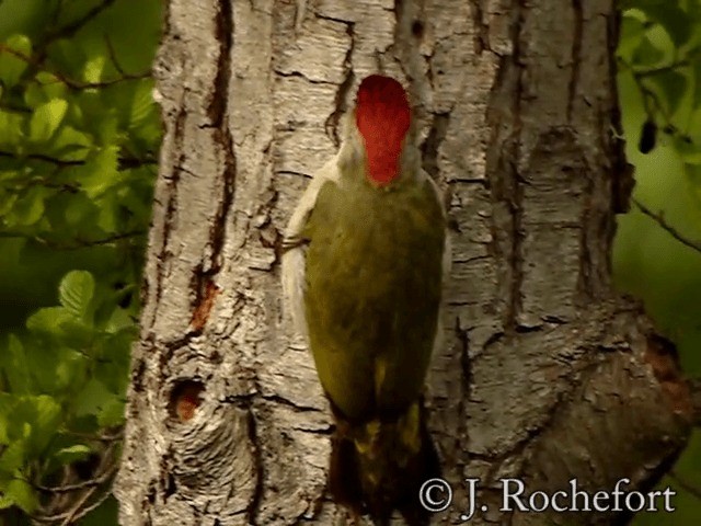 Eurasian Green Woodpecker (Eurasian) - ML200854551