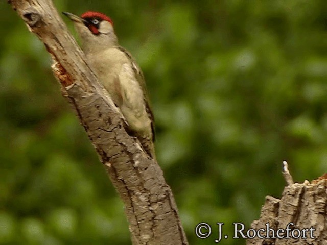 Eurasian Green Woodpecker (Eurasian) - ML200854561