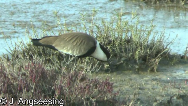 Spur-winged Lapwing - ML200854871