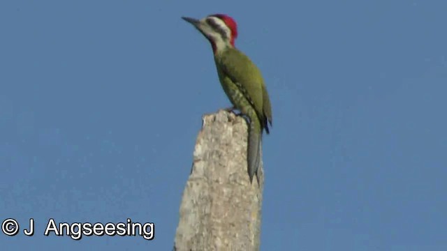 Cuban Green Woodpecker - ML200855001