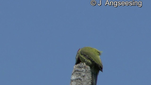 Cuban Green Woodpecker - ML200855041