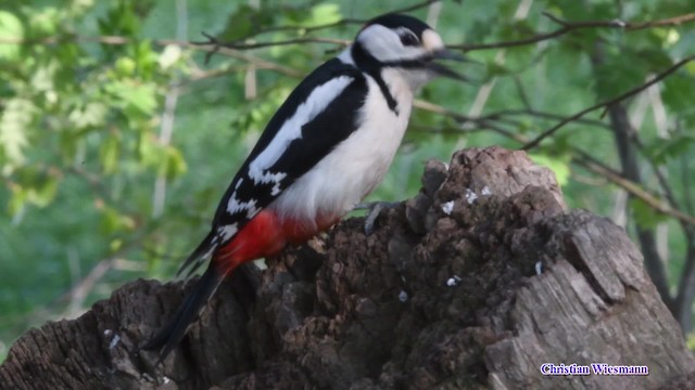 Great Spotted Woodpecker (Great Spotted) - ML200855081