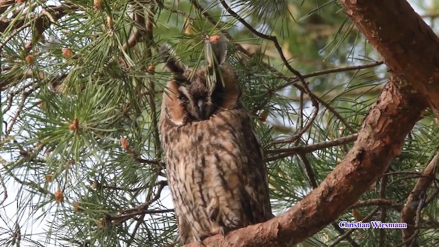 Long-eared Owl (Eurasian) - ML200855111