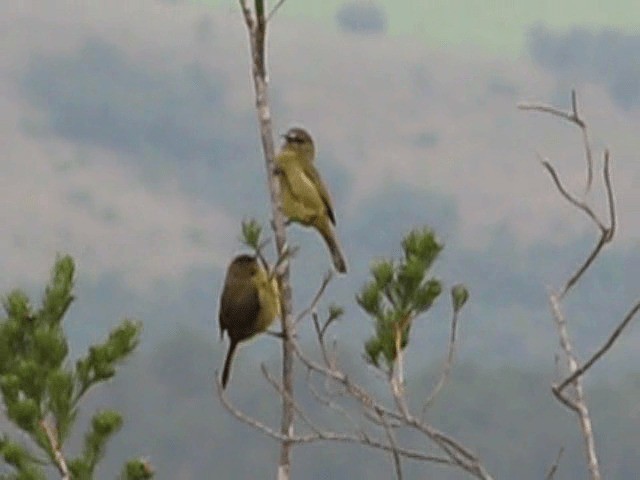 Orange-breasted Sunbird - ML200855401