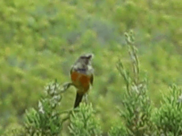 Orange-breasted Sunbird - ML200855411