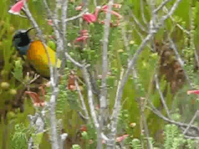 Orange-breasted Sunbird - ML200855421