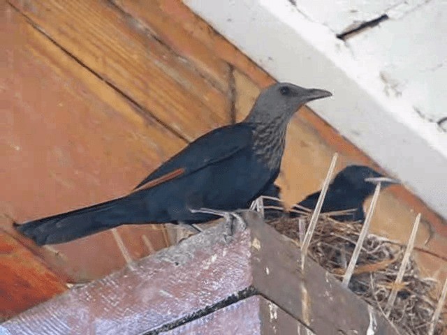 Red-winged Starling - ML200855451