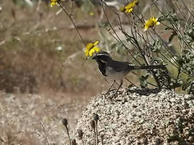 Black-throated Sparrow - ML200855581