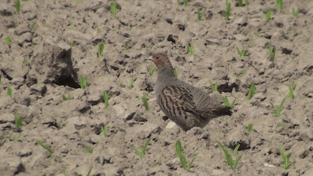 ヨーロッパヤマウズラ Ebird