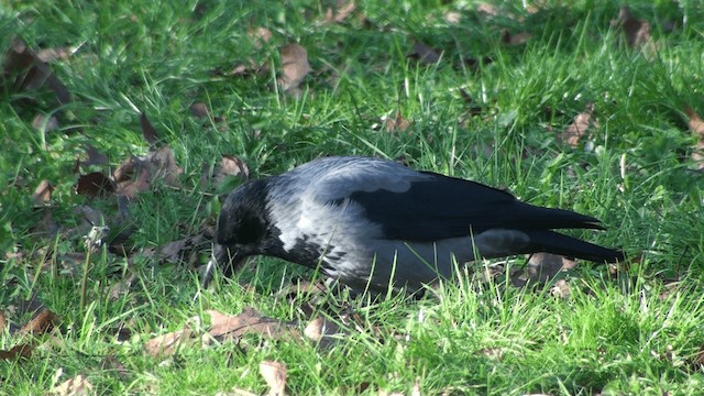 Hooded Crow (Hooded) - ML200856301