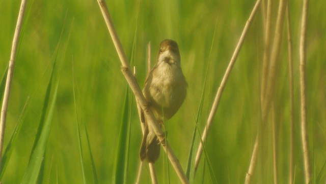 Common Reed Warbler (Common) - ML200856541