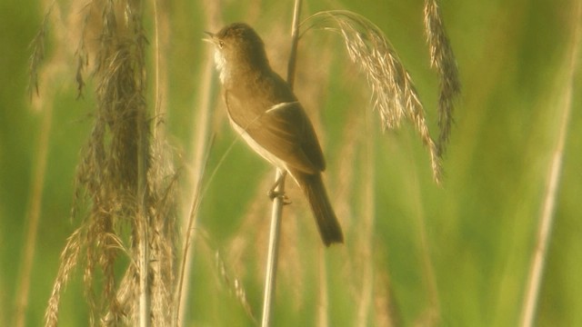 Common Reed Warbler (Common) - ML200856551
