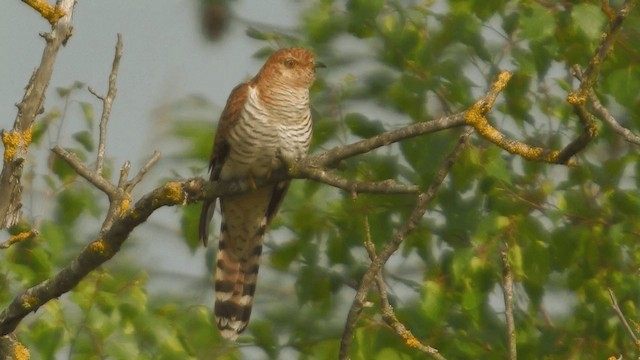 Common Cuckoo - ML200856661
