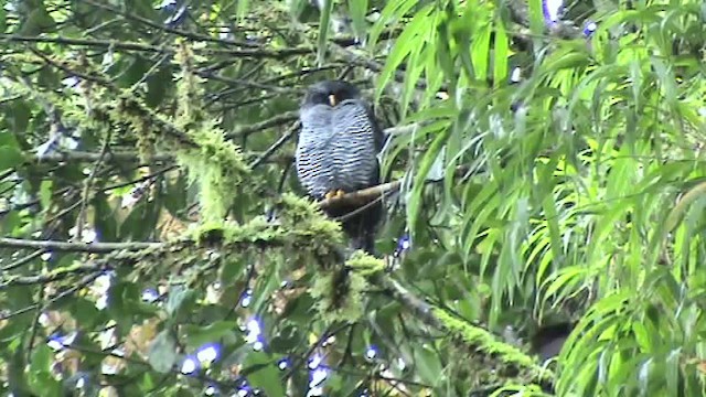 Black-banded Owl (San Isidro) - ML200856771