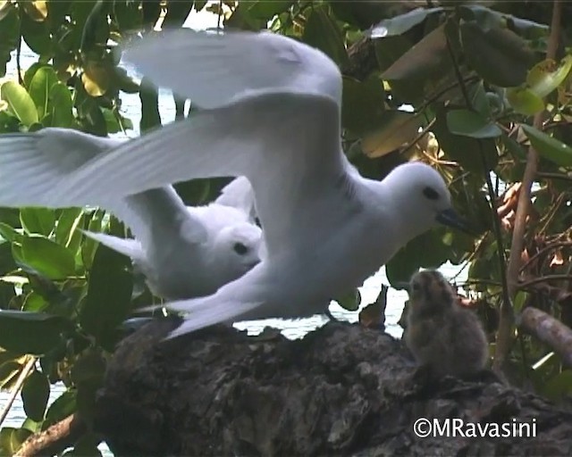 White Tern (Pacific) - ML200857011