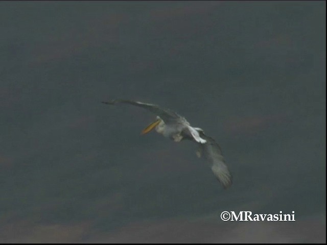 Кудрявый пеликан - ML200857041