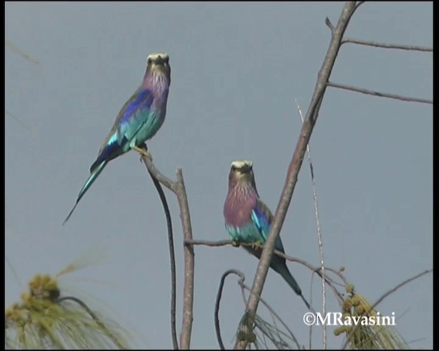Lilac-breasted Roller (Lilac-breasted) - ML200857091