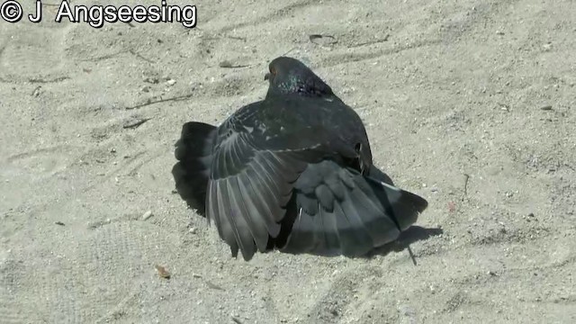 Rock Pigeon (Feral Pigeon) - ML200857491