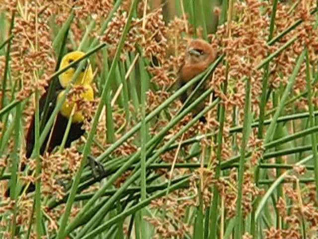 Yellow-headed Blackbird - ML200857541