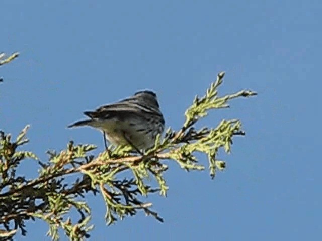 Black-throated Gray Warbler - ML200857571