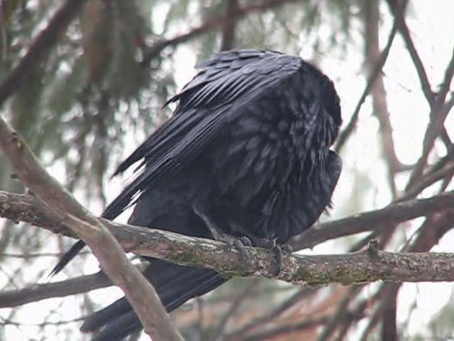 Common Raven - ML200857851