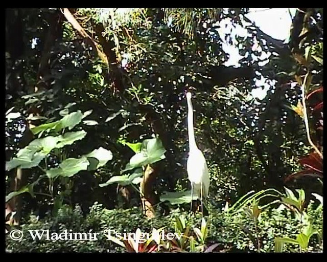 Great Egret (American) - ML200858131