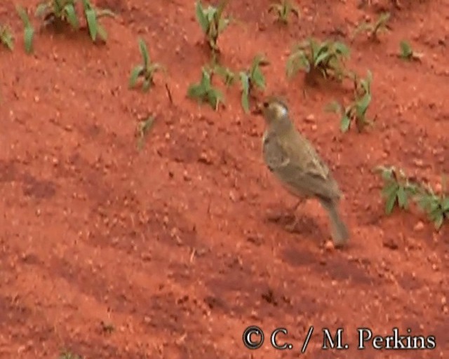 Chestnut-headed Sparrow-Lark - ML200858221