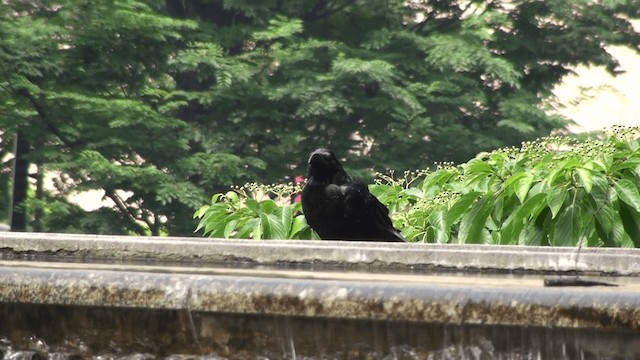 Large-billed Crow - ML200858891