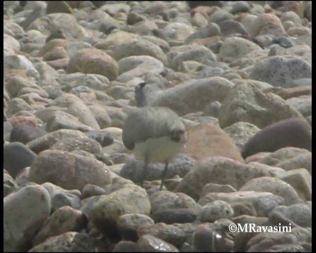 Bec-d'ibis tibétain - ML200859211