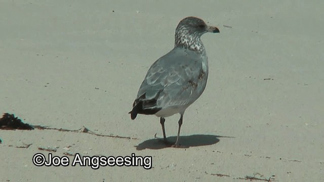 Herring Gull (American) - ML200859691