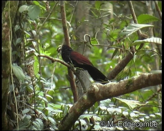 Green-billed Coucal - ML200860261