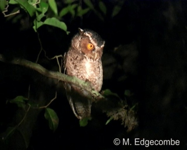 Rajah Scops-Owl (Sumatran) - ML200860301
