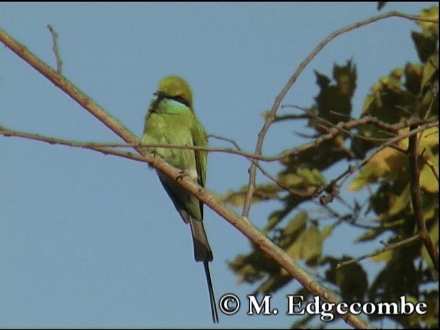 Asian Green Bee-eater - ML200860431