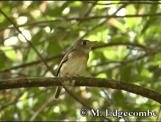 Brown-breasted Flycatcher - ML200860471