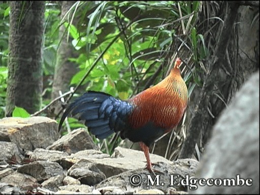  - Sri Lanka Junglefowl