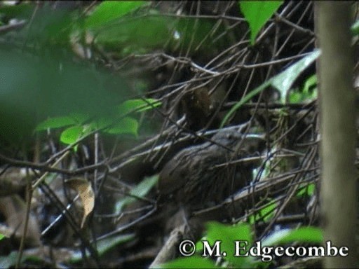 Sumatran Wren-Babbler - ML200860551