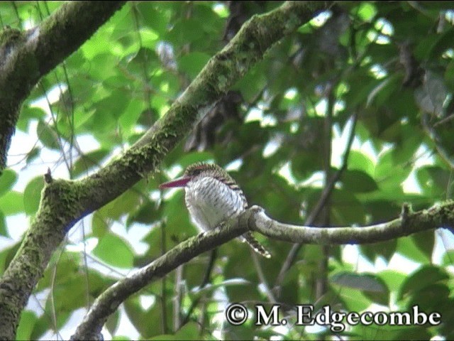 Banded Kingfisher (Banded) - ML200860631