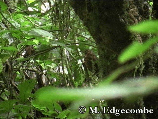 Rusty-breasted Wren-Babbler - ML200860661