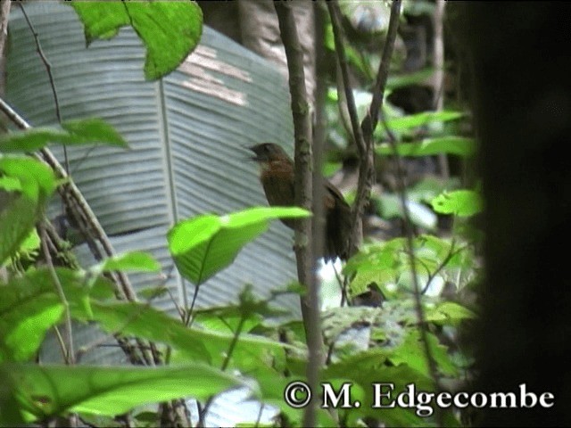Rusty-breasted Wren-Babbler - ML200860671