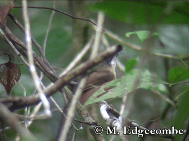 Short-tailed Babbler - ML200860681