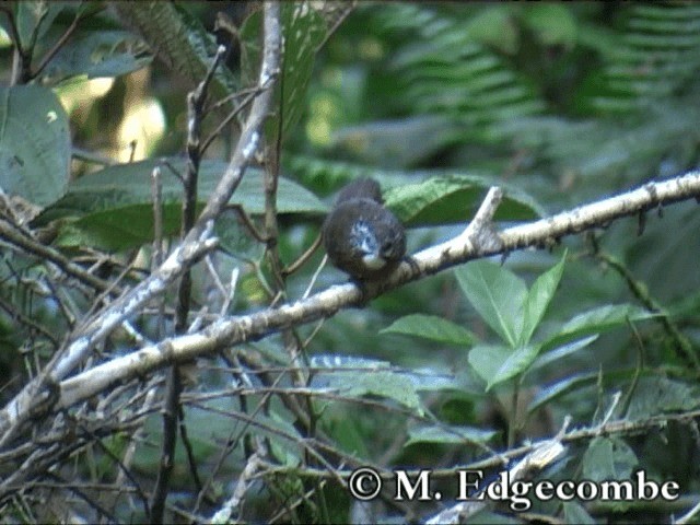 Spot-necked Babbler - ML200860691