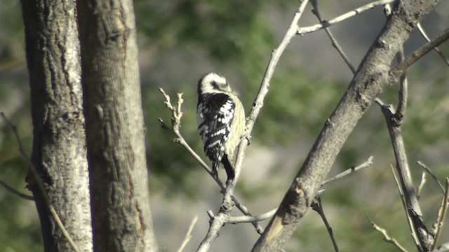 Gray-capped Pygmy Woodpecker - ML200860941