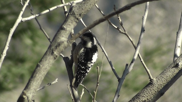 Gray-capped Pygmy Woodpecker - ML200860951