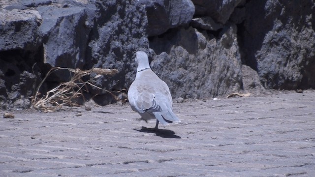 African Collared-Dove - ML200861351