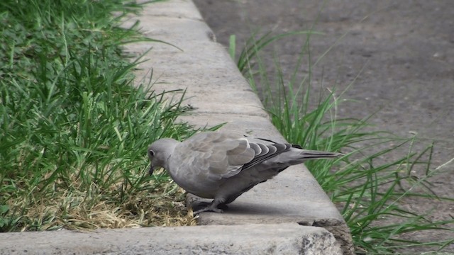 African Collared-Dove - ML200861361