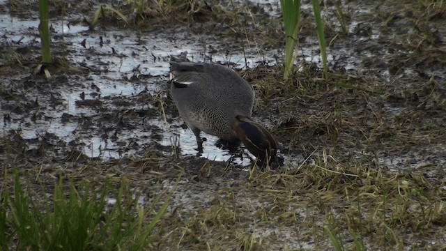 Green-winged Teal - ML200861541