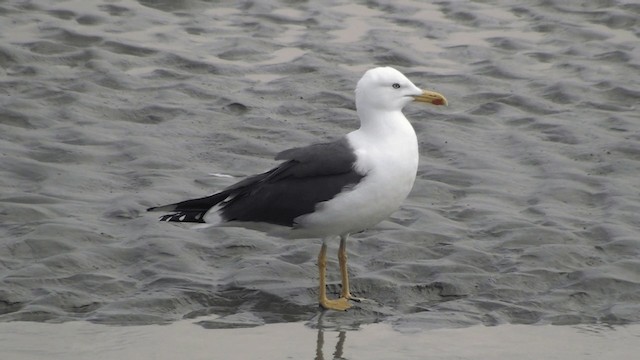 Lesser Black-backed Gull - ML200861571